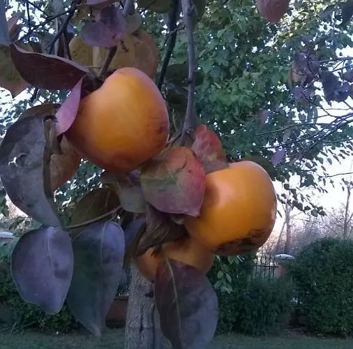 Airport Διαμέρισμα Ποντγορίτσα